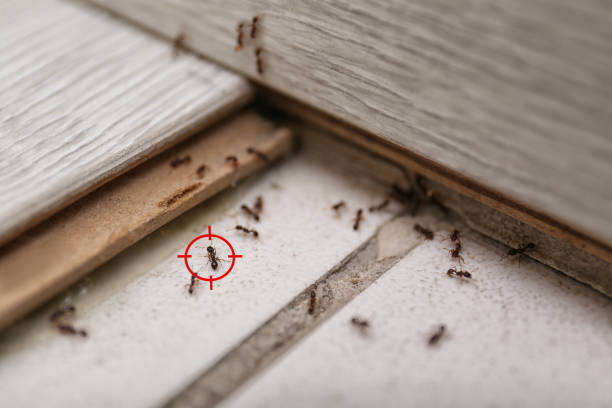 Best Residential Pest Control  in Friendswood, TX