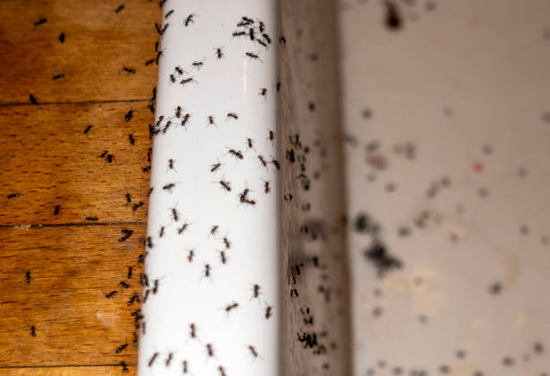 Best Termite Control Services  in Friendswood, TX