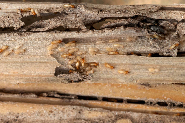 Trusted Friendswood, TX Pest Control Experts